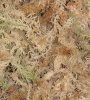 BESGROW New Zealand Sphagnum Moss. Premier, AAA. 1 Killo. OUT OF STOCK.